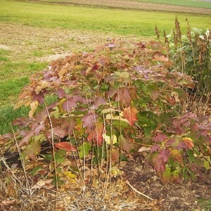 Hydrangea quercifolia