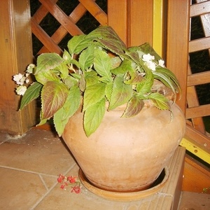 Hydrangea sp.