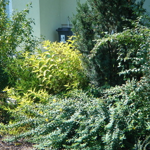 Hypericum in Weigelia