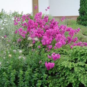 Lychnis viscaria ''Plena''