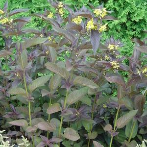 Lysimachia ciliata ''Firecracker''