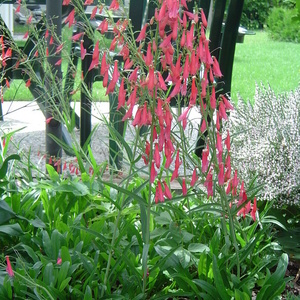 Penstemon sp.