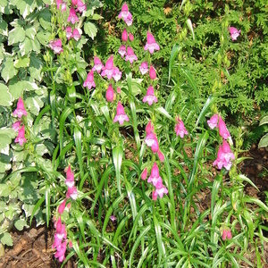 Penstemon sp.