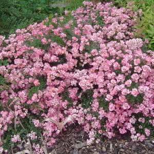 Rosa 'Pink Spray'