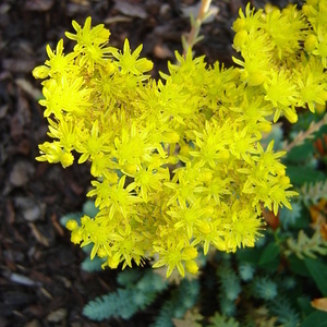 Sedum sp. - homuljica