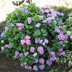 Hydrangea macrophyla