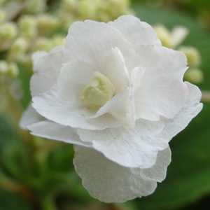 Hydrangea sp.