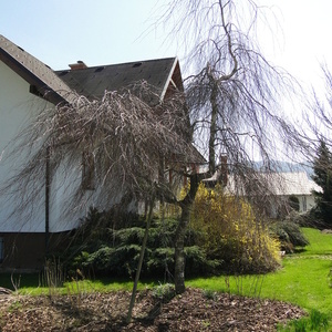 Neolistana Betula pendula 'Youngii'