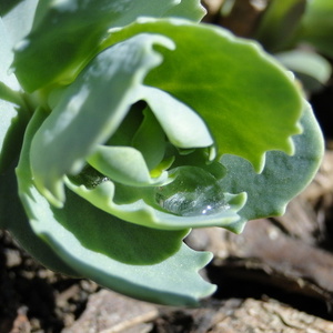 Ujeta kapljica na Sedum sp.