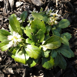 Pacysandra terminalis