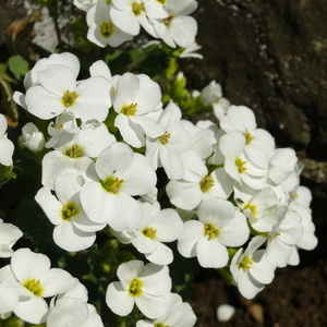 Arabis causasica Comp. 'Schneehaube'