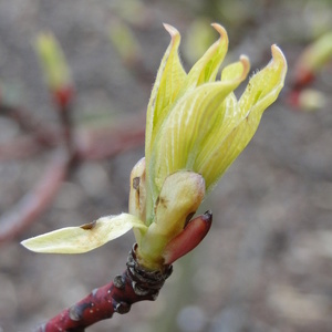 Listi Cornus sp.