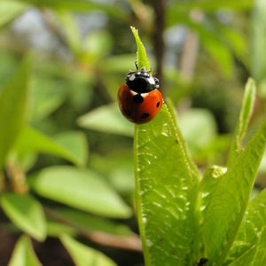 Pridna delavka