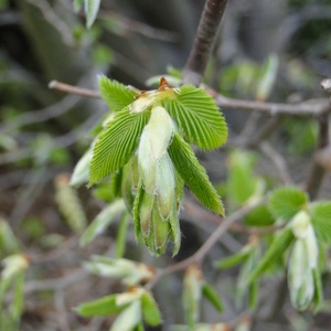 Novi listi Carpinus bet. 'Fastigiata'