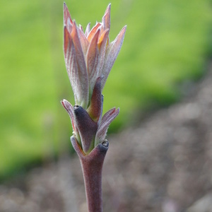 Novi listi Cornus sp.