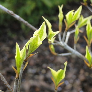 Novi listi Cornus sp.