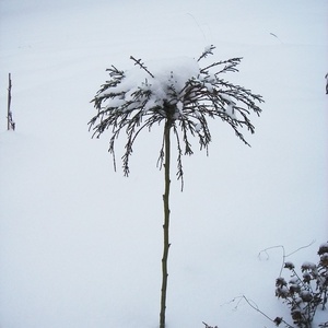 Thuja plicata 'Whipcord'