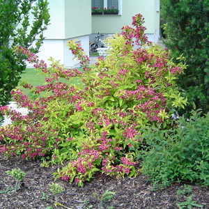 Weigelia sp. - vejgelija