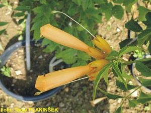 Campsis radicans.jpg