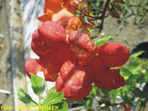 Capsis radicans 1.jpg