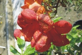 Campsis radicans - jasminova troblja