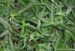 Hedra helix 'Sagittifolia' - bršljan