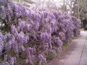 Wisteria sinensis.jpg