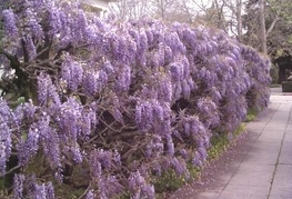 Wisteria sinensis - glicinija