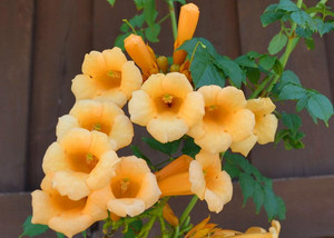 Campsis radicans f. flava.jpg
