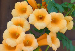 Campsis radicans f. flava (= C. radicans 'Yellow Trumpet') - jasminova troblja