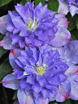 Clematis Blue Explosion.jpg