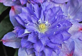 Clematis 'Blue Explosion' - srobot