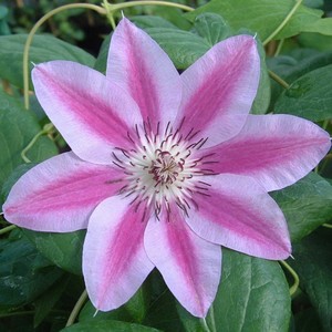 Clematis Captain Thuilleaux.jpg