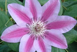 Clematis 'Capitaine Thuilleaux' - srobot