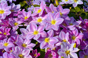 Clematis Change of Herat.jpg
