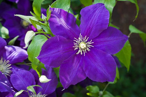 Clematis Jackmanii.jpg