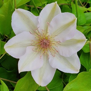 Clematis Jerzy Popieluzko.jpg