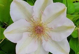 Clematis 'Jerzy Popieluszko' - srobot