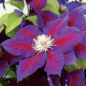 Clematis Julka.jpg