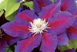 Clematis 'Julka' - srobot