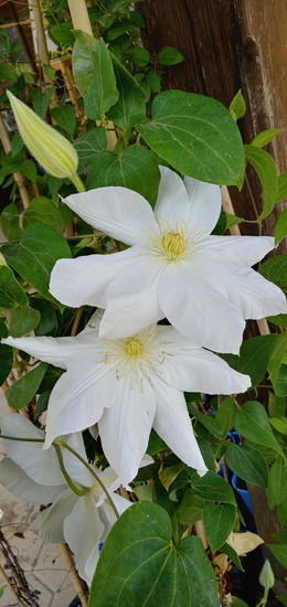 Clematis Mevrouw Le Coultre.jpg