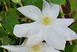 Clematis 'Mevrouw Le Coultre' - srobot