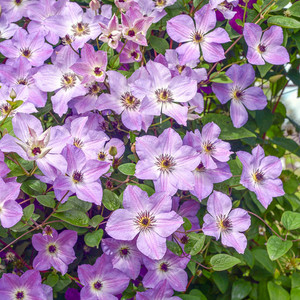 Clematis Morning Sky.jpg