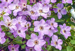 Clematis 'Morning Sky' - srobot