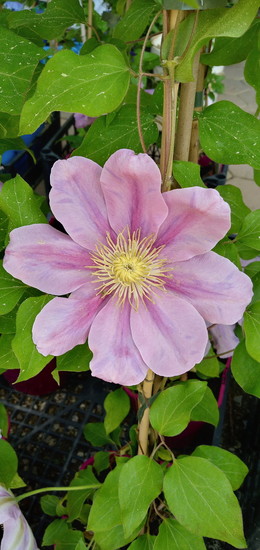 Clematis Pink Beauty.jpg