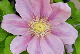 Clematis 'Pink Beauty' - srebot