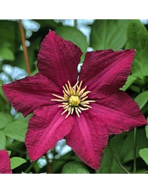 Clematis Polonez.jpg