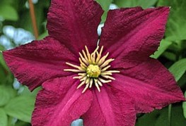 Clematis 'Polonez' - srobot