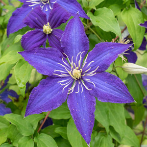 Clematis Rhapsody.jpg