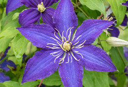 Clematis 'Rhapsody' - srobot